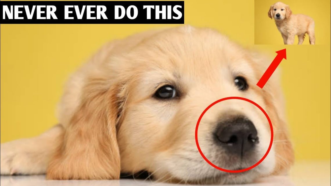 Don&#8217;t Do This: What Shortens a Dog&#8217;s Life