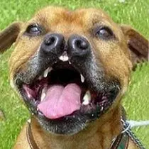 Double-nosed Andean tiger hound