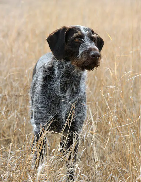 Drathaar (German Wirehaired Pointer)