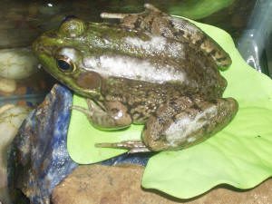 “Dropsy” of frogs, newts, axolotls and other amphibians
