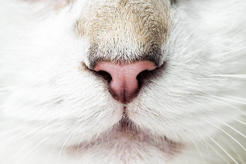 Dry nose in a cat &#8211; why and what to do?