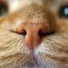 The cat is drooling from the mouth: why and what to do?