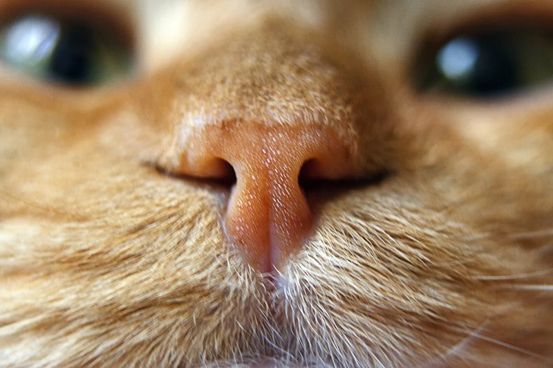 Dry nose in a cat &#8211; why and what to do?