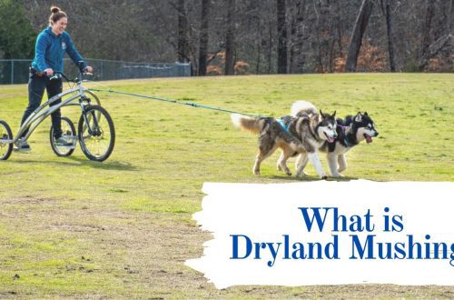 Dryland for dogs