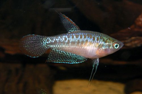 Dwarf Gourami