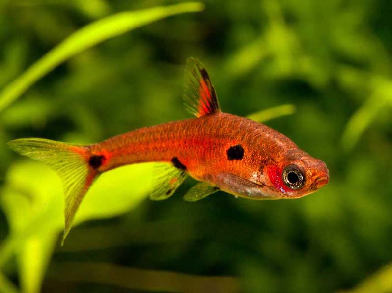 dwarf rasbora