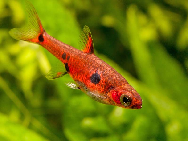 dwarf rasbora