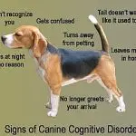 Dysfunctional dogs – who are they?