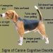 8 rules of shaping for dogs