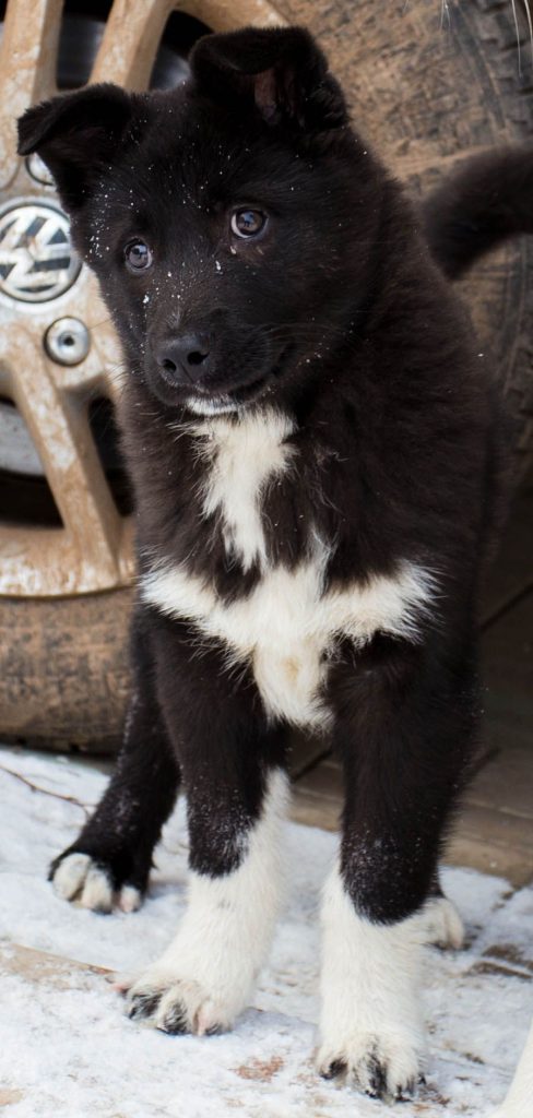puppy of Russian-European Laika