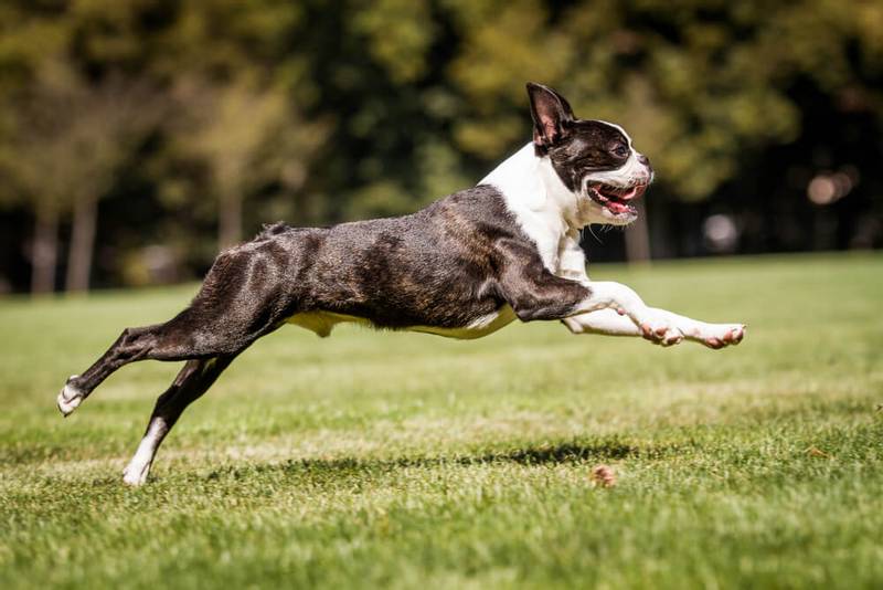 Boston Terrier jumping
