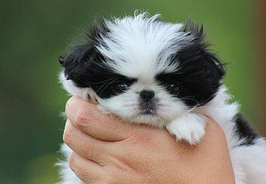 Japanese Chin Puppy