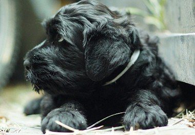 Russian black terrier puppy