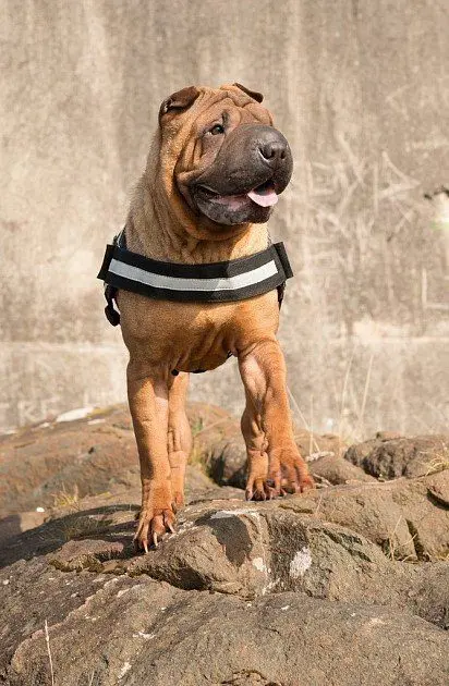 Sharpei