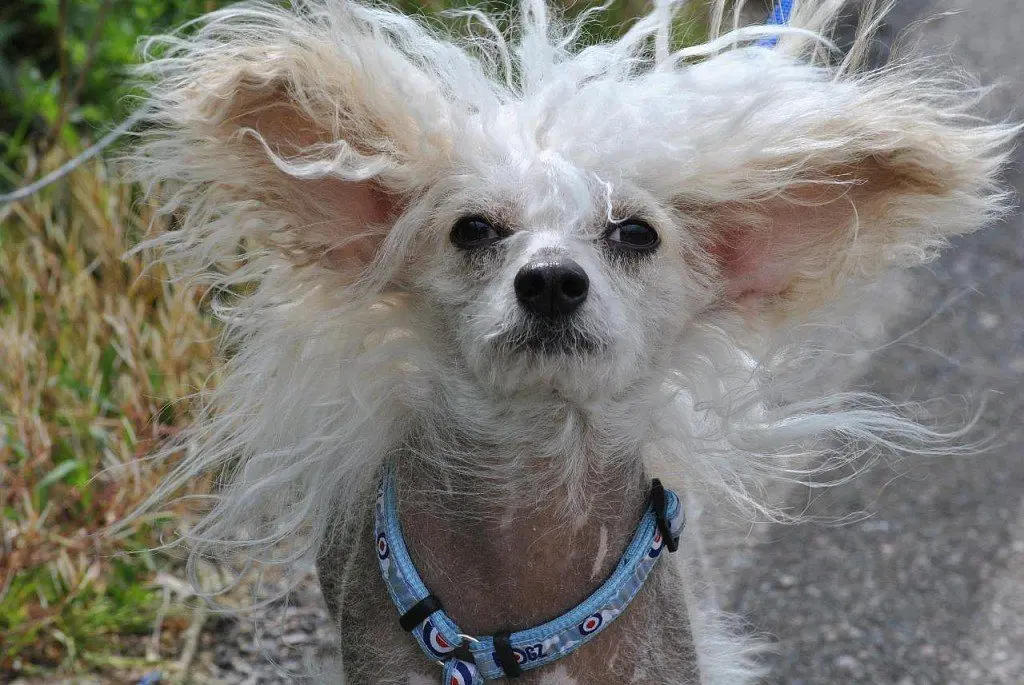 Chinese Crested Dog