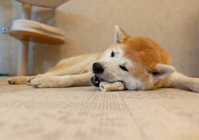 Akita chewing on a bone