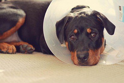 Rottweiler in protective collar
