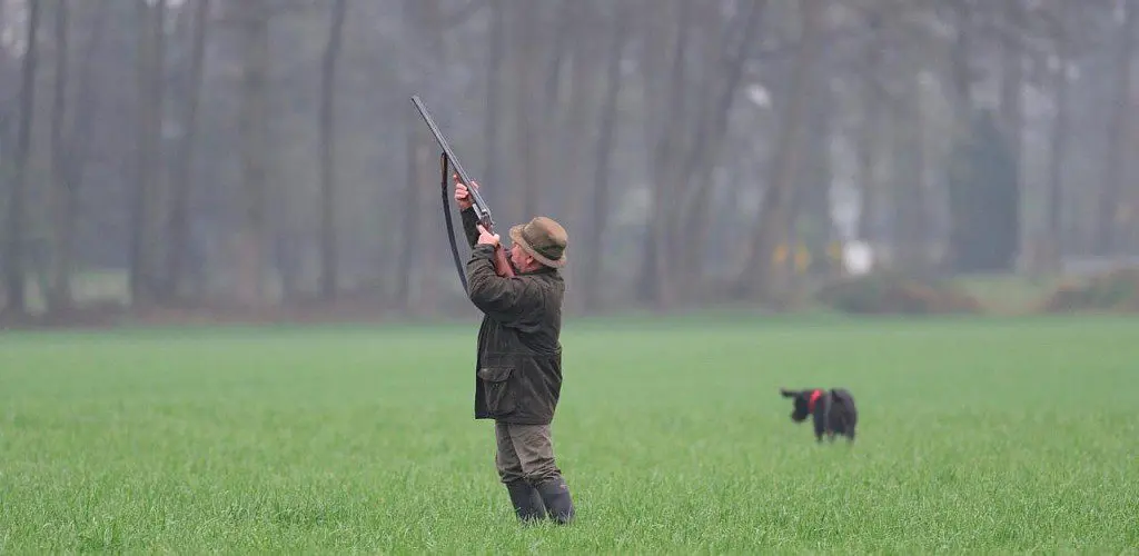 Drathaar (German Wirehaired Pointer)