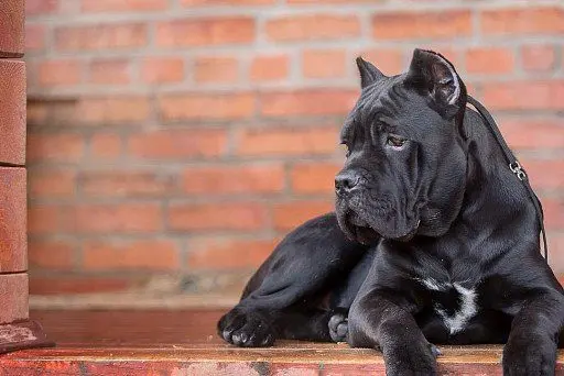 Cane Corso