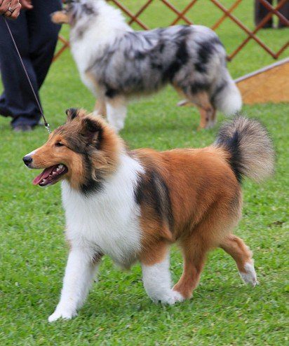 Sheltie at the show