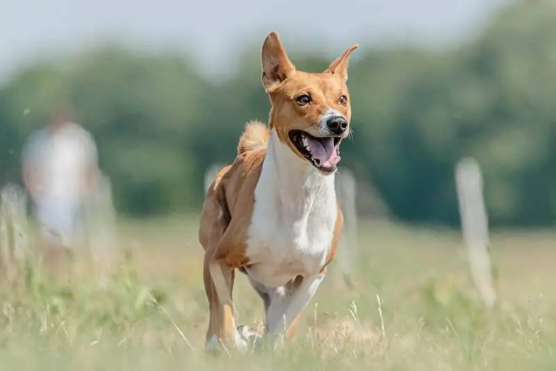 basenji training