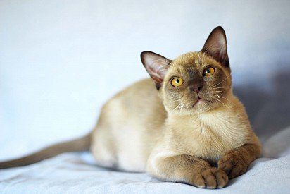Burmese sable cat