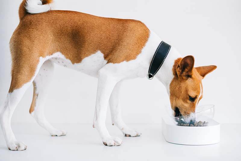 basenji eating food from a bowl