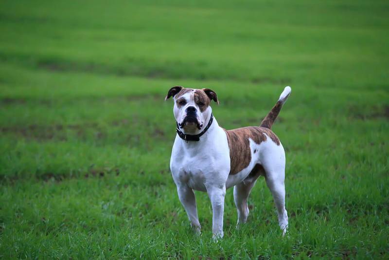 view of the body and tail of the american bulldog