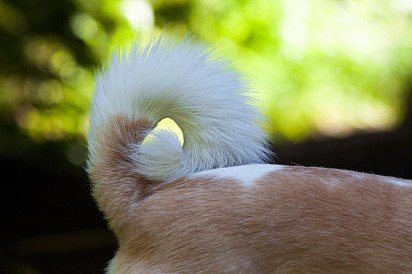 Chihuahua tail