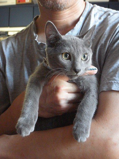 Russian Blue in the hands of the owner