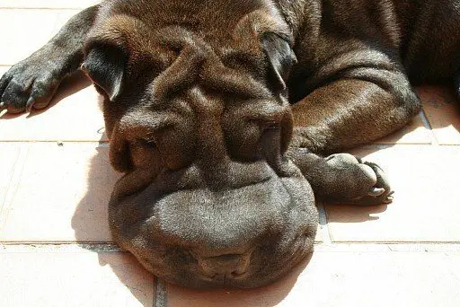 Shar Pei