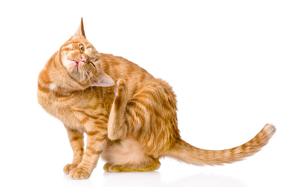 Ear mites in cats