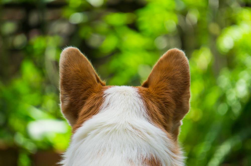 Ear mites in dogs