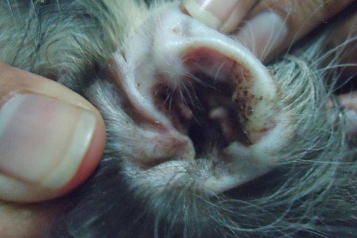 Ear mites in dogs: symptoms, treatment, photos