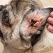 Dandruff in i cani: cause, sintomi, trattamentu