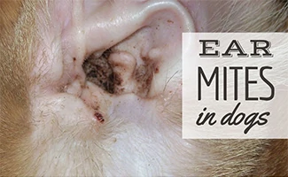 Ear mites in dogs