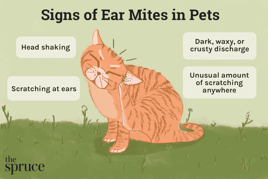 Ear mites on a cat. What to do?