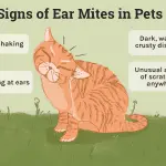 Ear mites on a cat. What to do?