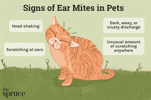 Ear mites on a cat. What to do?