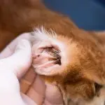Ear problems in cats