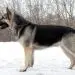 East Siberian Laika