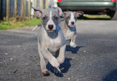 whippet puppy