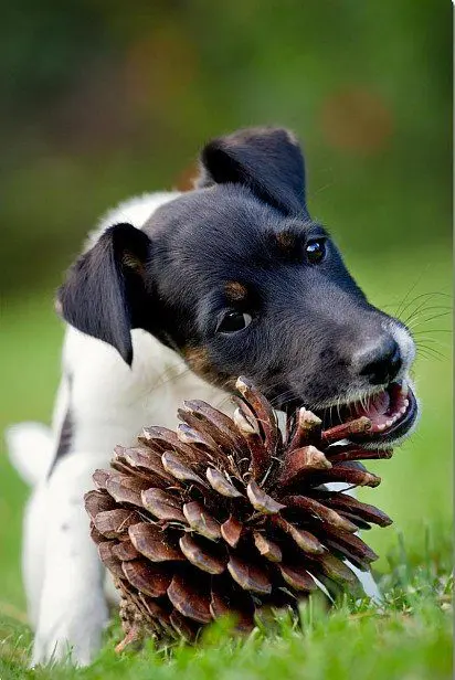 Fox Terrier puppy chewing on a bump