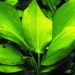 Helanthium angustifolia