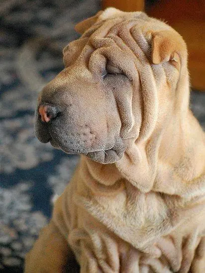 Shar Pei muzzle