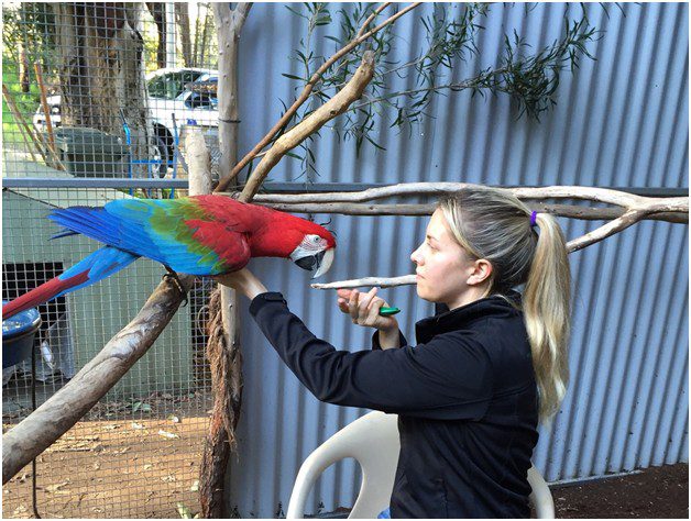 Education and training of parrots