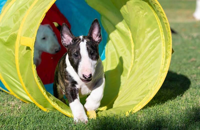 bull terrier puppies in training