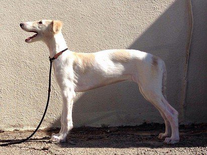 Russian borzoi greyhound puppy