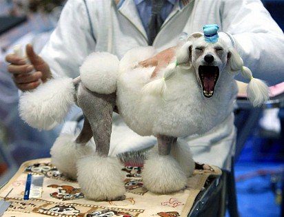 poodle grooming
