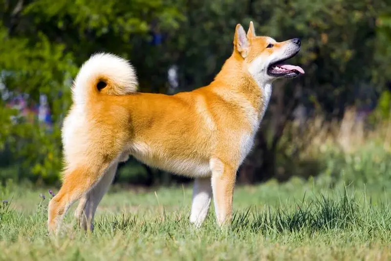 Akita Inu